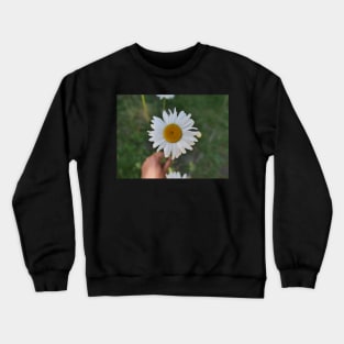 Daisy flower with its yellow disk Crewneck Sweatshirt